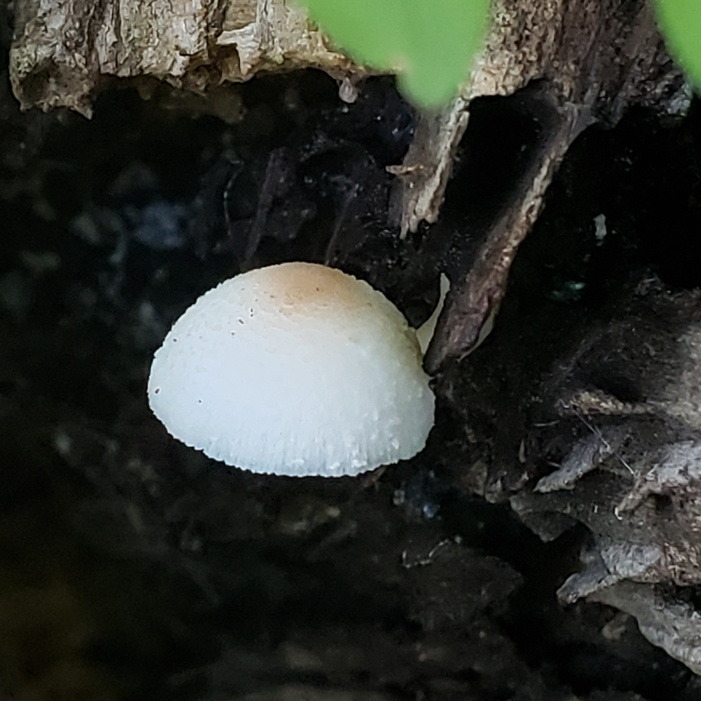 Picture of Leucocoprinus cepistipes